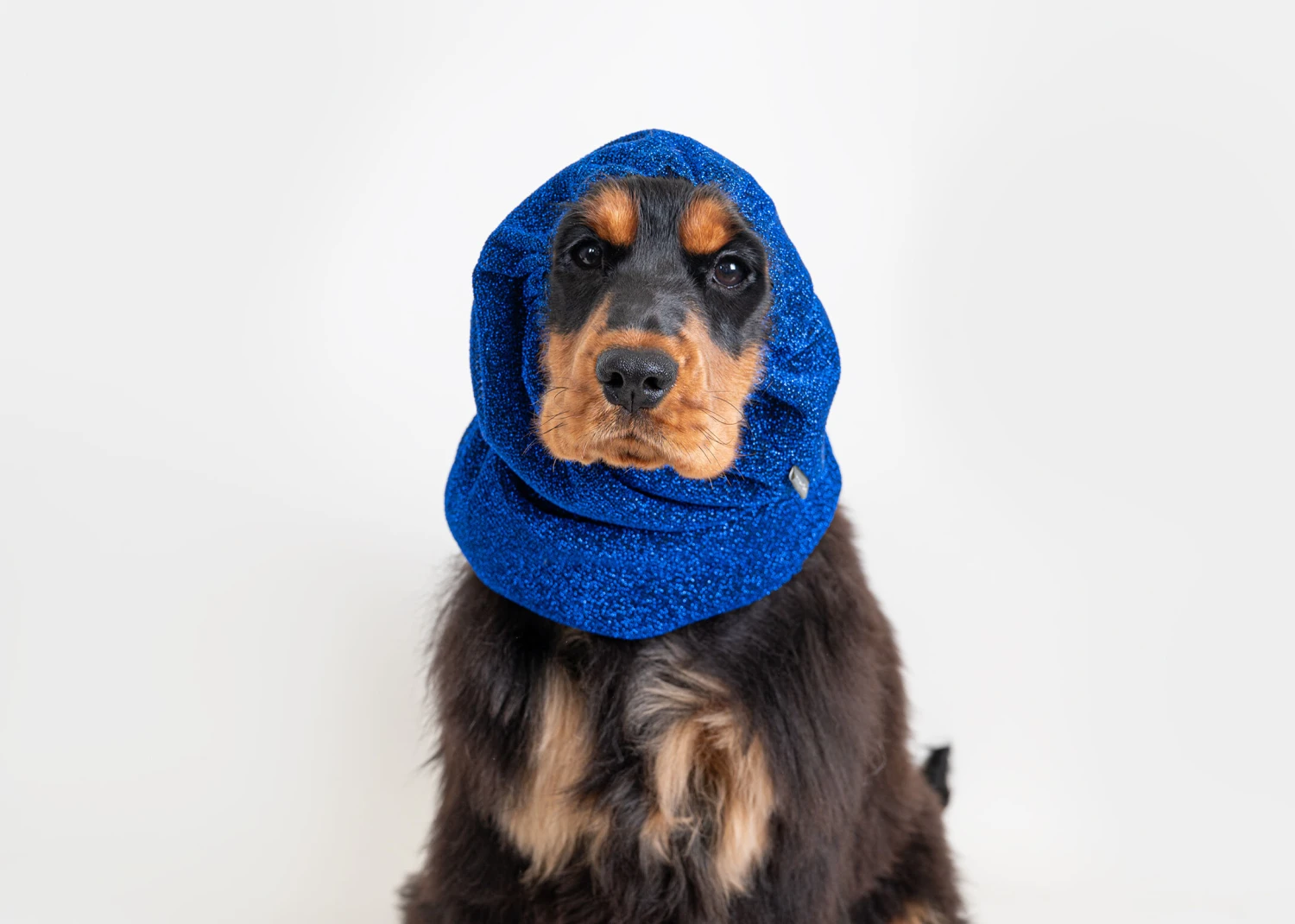 Show Tech Snood Luxe Royal Spaniël Blue Ear Covers 9 Show Tech Snood Luxe Royal Spaniël Blue Ear Covers - Image 7
