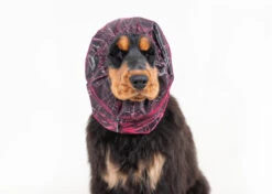 Show Tech Snood Luxe Galaxy Spaniël Pink Ear Covers -Pawfect Care Store 35ste174 11 p7r8u2y0z9ozafc4