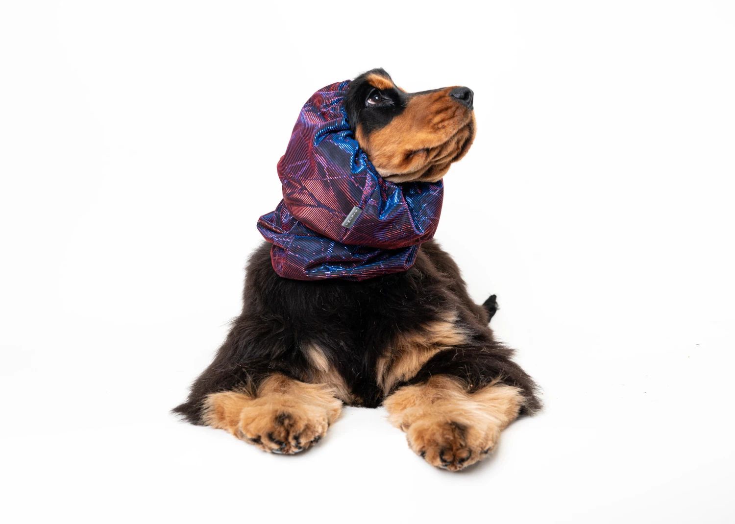 Show Tech Snood Luxe Galaxy Spaniël Purple Ear Covers 11 Show Tech Snood Luxe Galaxy Spaniël Purple Ear Covers - Image 9