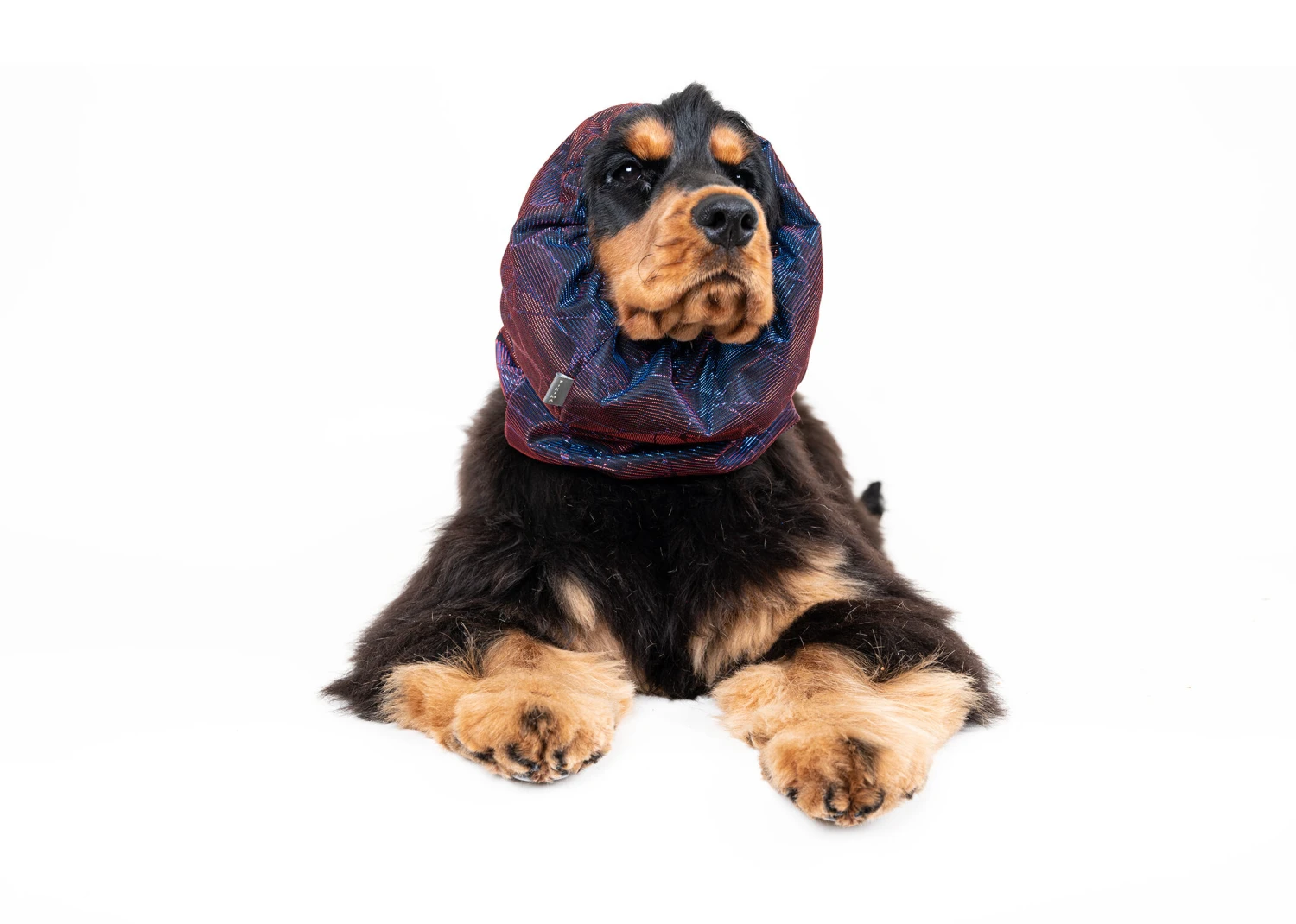 Show Tech Snood Luxe Galaxy Spaniël Purple Ear Covers 12 Show Tech Snood Luxe Galaxy Spaniël Purple Ear Covers - Image 10