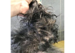 Show Tech+ Quick Fix Spray RTU 500 Ml -Pawfect Care Store 43stp001 3 zbftfpg7tnxzrbwk