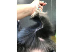 Show Tech+ Quick Fix Spray RTU 500 Ml -Pawfect Care Store 43stp001 4 d91dwgpzbstyrwee