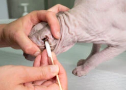 Show Tech Bamboo Cotton Buds 50 Pcs – XL -Pawfect Care Store 54ste011 6 l4rpeezj6qmluoax