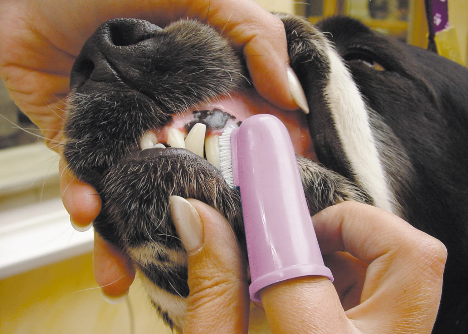 Show Tech Oral Hygiene Kit Teeth Cleaning Product 4 Show Tech Oral Hygiene Kit Teeth Cleaning Product - Image 2