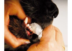 Show Tech Trio-Pet Toothbrush Teeth Cleaning Product