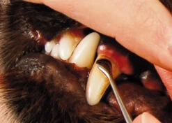 Show Tech Toothscaler Hook Teeth Cleaning Product -Pawfect Care Store 55ste016 2