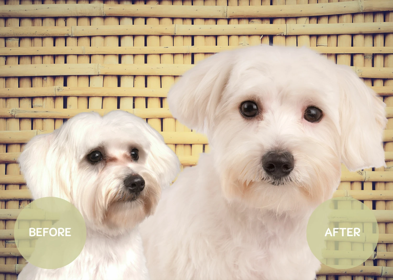 Show Tech Vitalize Tear Stain Remover 250 Ml 5 Show Tech Vitalize Tear Stain Remover 250 Ml - Image 3