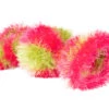 Oomaloo Candy With A Large Squeaker Large Pink & Green 28 Cm -Pawfect Care Store 64oom006 2 ubj5rqtssl5w3fkt