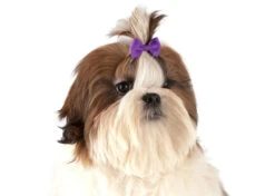 Show Tech Multicolor Bows With Elastic 50 Pcs Bows -Pawfect Care Store 65ste608 22x unevaikzobelbiyw
