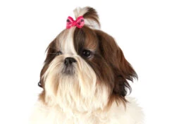 Show Tech Argyle Bows With Elastic 50 Pcs Bows