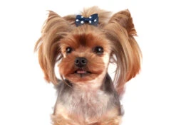 Show Tech Polka Dot Bows With Clip 6 Pcs Bows