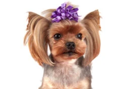 Show Tech Curly Bows With Clip 6 Pcs Bows