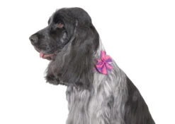 Show Tech Flower Power Neck Bow 10-pack Assorted