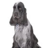 Show Tech Check Tie Canine Costume Ties 10-pack Assorted -Pawfect Care Store 65ste667 1 qap7um1viz7bjbpo