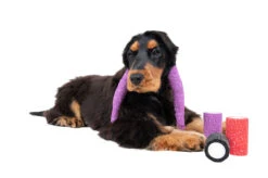 Show Tech Self-Cling Bandage Purple Glitter 4.5 M X 7.5 Cm 9 Show Tech Self-Cling Bandage Purple Glitter 4.5 M X 7.5 Cm -Pawfect Care Store 65ste681 4 w6uxvsi96hhswpt8