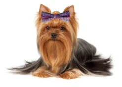Show Tech Canine Costume Dickie Bows Sparkle 10-Pack Assorted -Pawfect Care Store 65ste685 3 k5j6tduedtt13os3