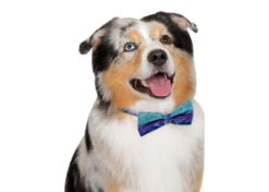 Show Tech Canine Costume Dickie Bows Sparkle 10-Pack Assorted -Pawfect Care Store 65ste685 4 odxzm2ecrnciovni