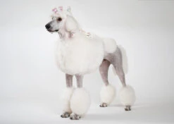 Show Tech Plastic Wraps 100 Pcs Hologram Red 15 X 40 Cm 10 Show Tech Plastic Wraps 100 Pcs Hologram Red 15 X 40 Cm -Pawfect Care Store 65ste687 2 3vzetmbxnbx2qqf9