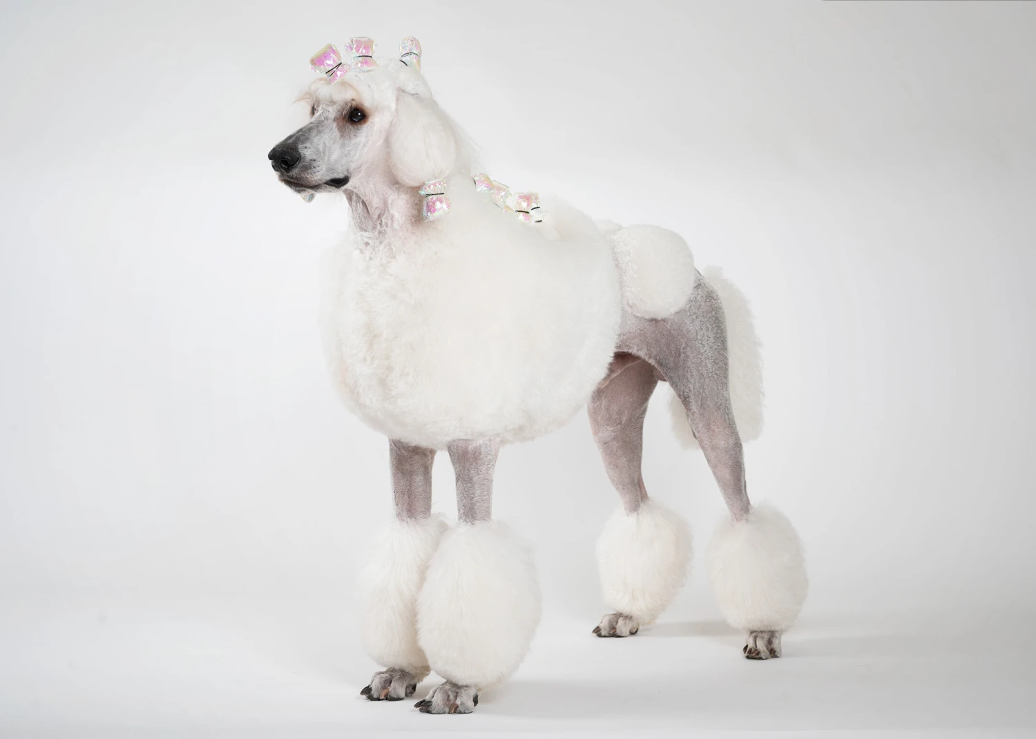 Show Tech Plastic Wraps 100 Pcs Hologram Red 15 X 40 Cm 6 Show Tech Plastic Wraps 100 Pcs Hologram Red 15 X 40 Cm - Image 4