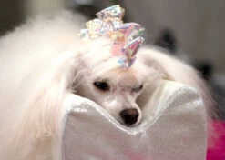 Show Tech Plastic Wraps 100 Pcs Hologram Blue 15 X 40 Cm -Pawfect Care Store 65ste688 1 x7ou7sbdaos5ieky