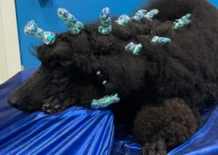 Show Tech Plastic Wraps 100 Pcs Hologram Blue 15 X 40 Cm -Pawfect Care Store 65ste688 3 y1rpgntv0kq29v4s