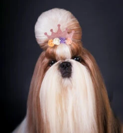 Show Tech Royal Bows 3 Pcs -Pawfect Care Store 65ste695 2 1 7dgwrobeuvc6tahx