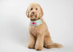 Show Tech Princess Wuff Ruff 10 Pcs 7 Show Tech Princess Wuff Ruff 10 Pcs -Pawfect Care Store 65ste696 1 vlzfyra09ubgyony