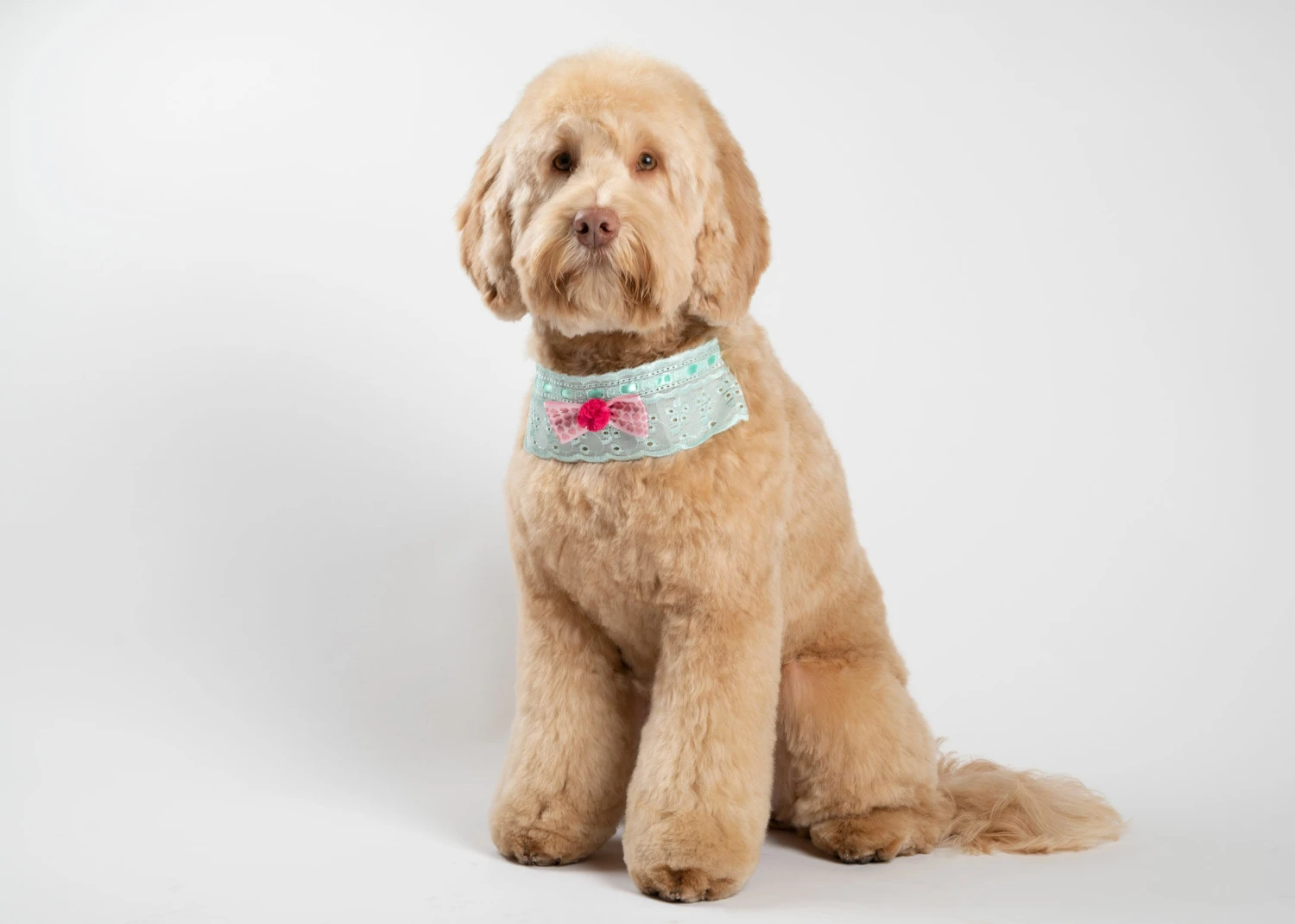 Show Tech Princess Wuff Ruff 10 Pcs 5 Show Tech Princess Wuff Ruff 10 Pcs - Image 3