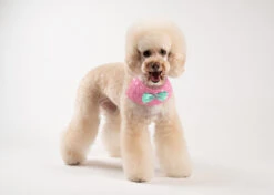 Show Tech Princess Wuff Ruff 10 Pcs 6 Show Tech Princess Wuff Ruff 10 Pcs -Pawfect Care Store 65ste696 t45zd9brs8ivzf8w