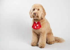 Show Tech Majestic Bow Bib 10 Pcs -Pawfect Care Store 65ste697 zuow5ik4iap6skyc