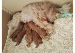 4Pups Whelping Box 80x80x40cm -Pawfect Care Store 674pu001 32x xy3d7qjzgxkh6mkm