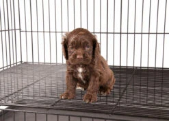 Show Tech Puppy Play Pen Medium 92x92x81cm -Pawfect Care Store 67ste006 4 hojkgqqytkwkmotf