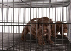 Show Tech Puppy Play Pen Medium 92x92x81cm -Pawfect Care Store 67ste006 urumiobwccqxfiwo