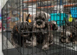 Show Tech Puppy Play Pen Large 122x122x81cm -Pawfect Care Store 67ste007 2 btf3pfuvwbmmhyox