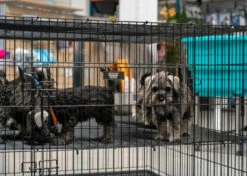 Show Tech Puppy Play Pen Large 122x122x81cm -Pawfect Care Store 67ste007 xq7wu1ng8s8nvhj6