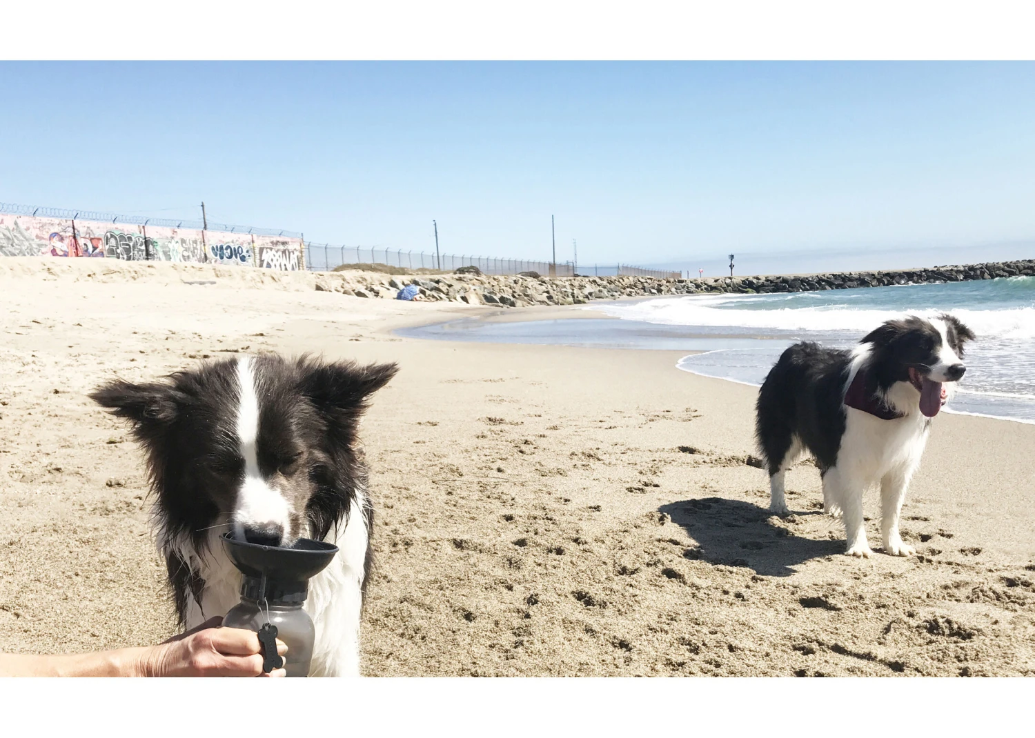 Highwave Auto Dog Mug Smoke Small Drinking Bottle 4 Highwave Auto Dog Mug Smoke Small Drinking Bottle - Image 2