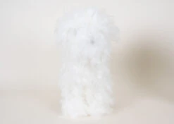 Bichon White Coat For Model Dog (model Dog Not Included) -Pawfect Care Store 89sta013 3 qzdoedklj4p3ng6k