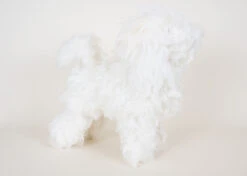 Starzclub White Poodle Show Clip Coat For Model Dog (full Coat)