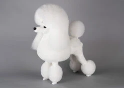 Starzclub White Poodle Show Clip Coat For Model Dog (full Coat) -Pawfect Care Store 89sta035 4 20sdomxnrrkctgtw