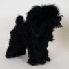 Starzclub Black Poodle Show Clip Coat For Model Dog (full Coat) -Pawfect Care Store 89sta038 1 mzlry0ikvkh64mqm
