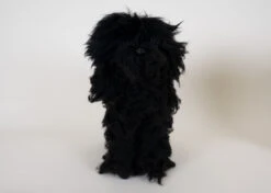 Starzclub Black Poodle Show Clip Coat For Model Dog (full Coat) -Pawfect Care Store 89sta038 3 mc5ktzhiwup1vzmp