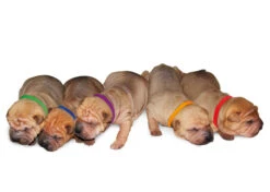 4Pups ID Collars 12 Pcs Pup Collars -Pawfect Care Store 944pu001 22x nqmhn63aetkx4mty