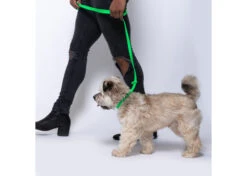 Jelly Pet Grooming Leads Lime Green 1 Cm X 120 Cm -Pawfect Care Store 94jpe005 c3lcbdk0rmyxm3v4