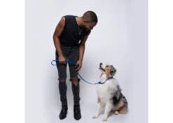 Jelly Pet Grooming Leads Royal Blue 1,5 Cm X 180 Cm -Pawfect Care Store 94jpe016 2 jf1qqxj9h5pirxc3