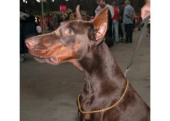 Show Tech Snake Chain Gold 70cm X 5mm Show Chain -Pawfect Care Store 96ste050 2 x6vrq23vnzcp54s6