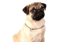 Show Tech+ Flat Link Show Chain Stainless Steel 70cmx9mm -Pawfect Care Store 96stp001 3 4m9omtwyh33l0aln