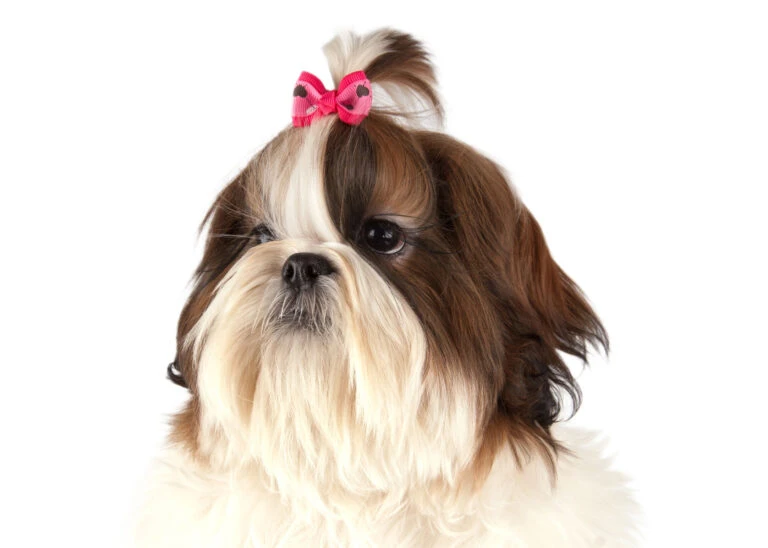 Front Page -Pawfect Care Store 65ste609 62x qeh8zh0iiriycznz 768x548 1