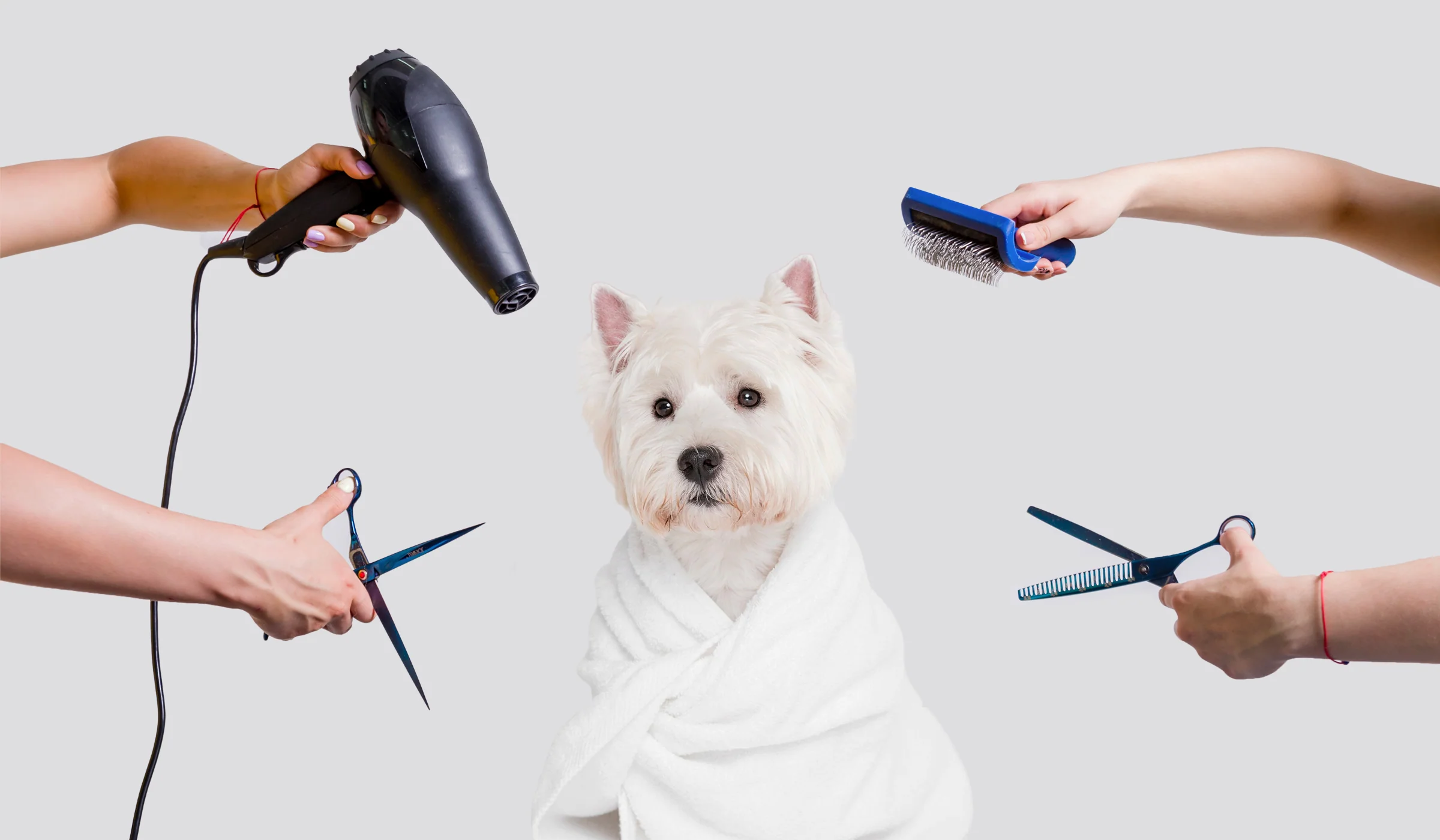 Front Page -Pawfect Care Store dog grooming tools for beginners cover